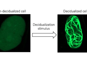 Discover new regulatory mechanisms in embryo implantation