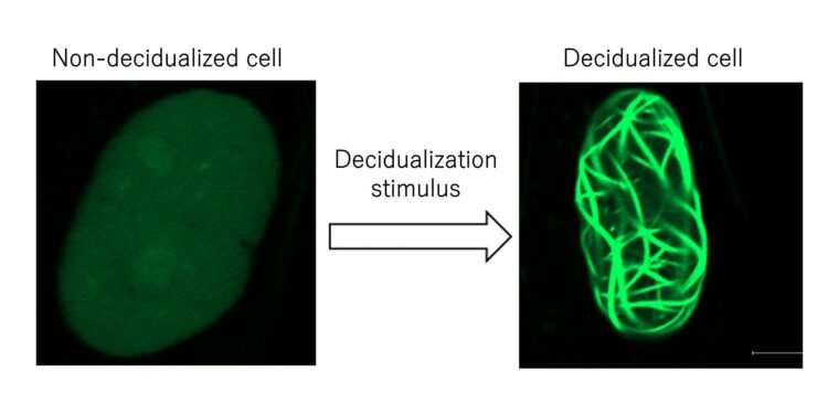 Discover new regulatory mechanisms in embryo implantation
