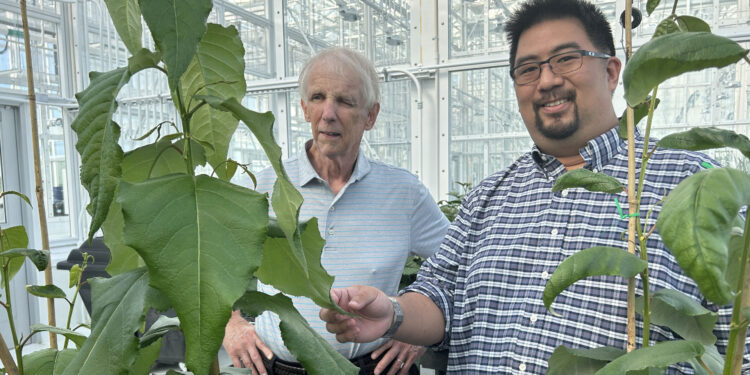 Discovering the molecular properties of lignin could help turn trees into affordable, greener industrial chemicals