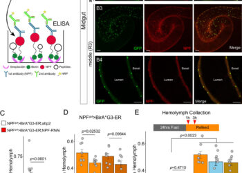 Discovery of gut-brain regulatory pathway in flies offers insight into human aging