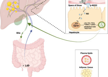 Discovery of how the liver removes cholesterol from the body could lead to better treatments for cardiovascular disease