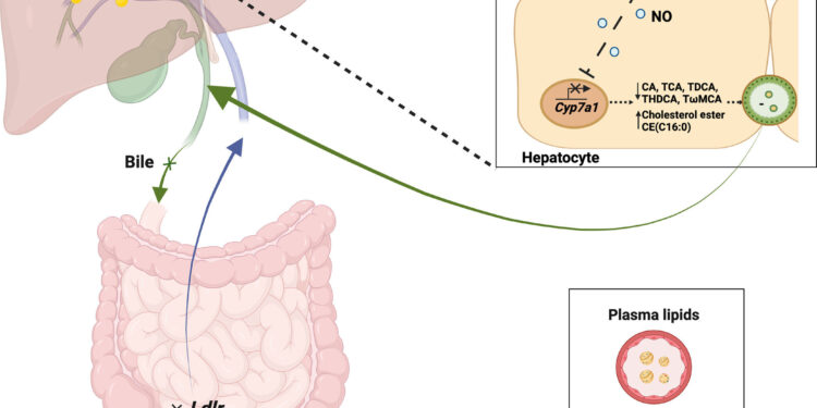 Discovery of how the liver removes cholesterol from the body could lead to better treatments for cardiovascular disease