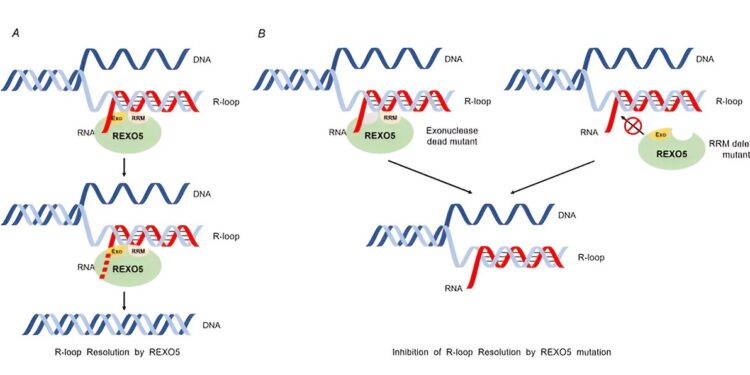 Discovery of key gene offers new hope for treatment of chronic myelogenous leukemia