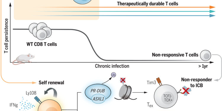 Disrupting the Asxl1 gene prevents T cell exhaustion to improve immunotherapy, researchers find