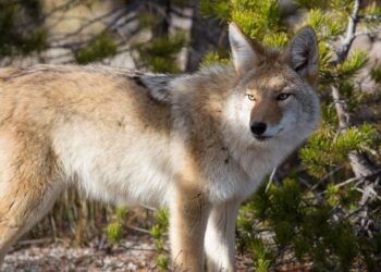 Do coyotes have puppy dog ​​eyes? New study finds wild dogs share famous dog expression