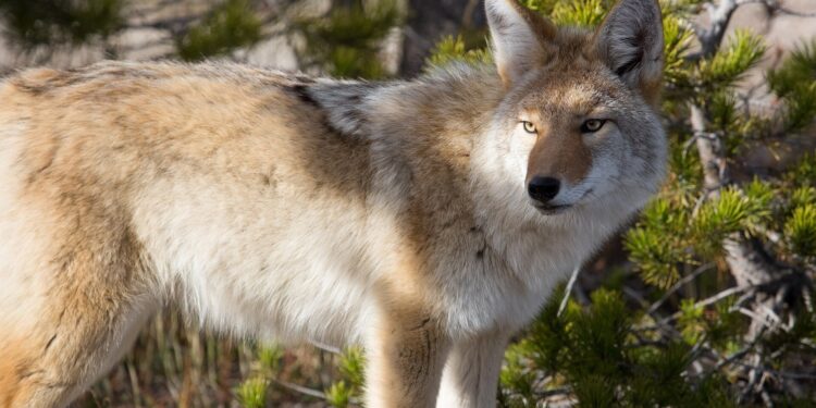 Do coyotes have puppy dog ​​eyes? New study finds wild dogs share famous dog expression