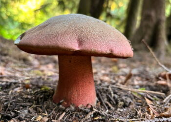 Do plants and fungi exchange carbon for nutrients? Unlikely, researchers say