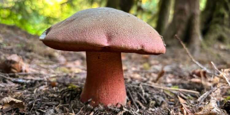 Do plants and fungi exchange carbon for nutrients? Unlikely, researchers say