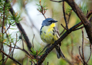 Drier winter habitat affects songbirds’ ability to survive migration