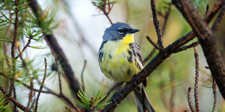 Drier winter habitat affects songbirds’ ability to survive migration