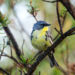 Drier winter habitat affects songbirds’ ability to survive migration