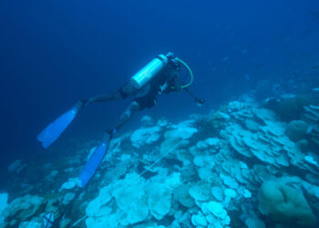 East Pacific study highlights severe cold-water bleaching as additional threat to deep reef ecosystems