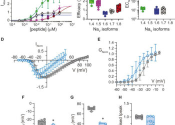 Electrophysiological study shows how ant toxin causes extreme pain