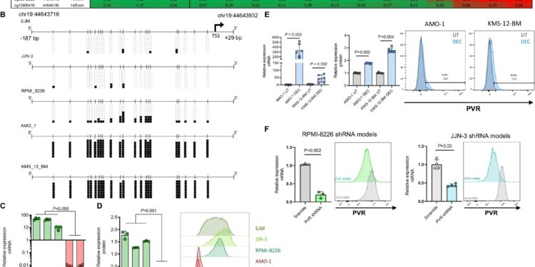 Epigenetic test could help predict effectiveness of immunotherapy in multiple myeloma