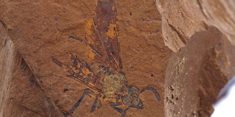 Extremely well-preserved fossil sawfly sheds new light on the coevolution of insects and toxic plants