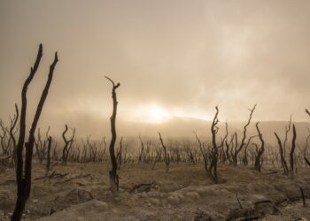 Fighting climate change and inequalities: a win-win political solution