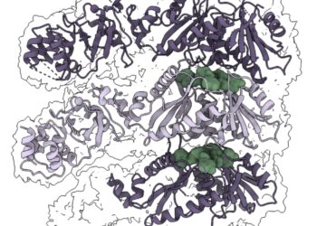 Filament structure activates and regulates CRISPR-Cas “protein scissors”