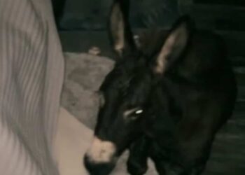 Florida farm owners slept with their donkey and chickens during the hurricane