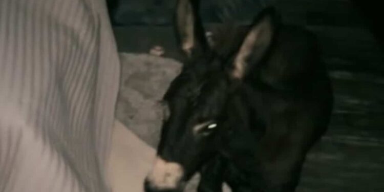 Florida farm owners slept with their donkey and chickens during the hurricane