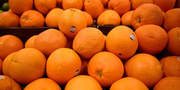 Florida’s already weak orange harvest expected to suffer from Hurricane Milton