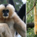 Gibbon dances provide a model for studying the use of gestural signals in primates
