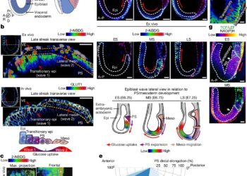 Glucose metabolism boosts embryonic development in mice, study finds