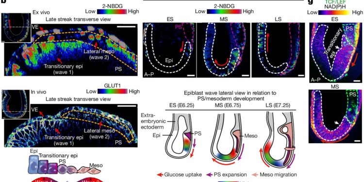 Glucose metabolism boosts embryonic development in mice, study finds