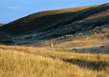 Grassland study shows high CO₂ levels have nearly tripled species losses attributed to nitrogen pollution