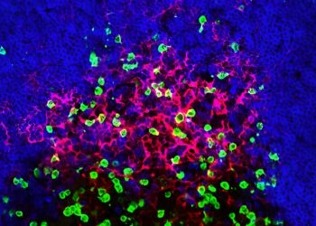 Here’s why B cells benefit from booster shots