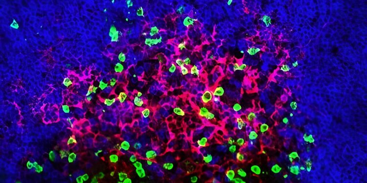 Here’s why B cells benefit from booster shots