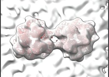 High-resolution images of RSV may reveal weak spots of stubborn virus