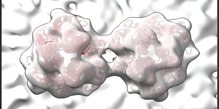 High-resolution images of RSV may reveal weak spots of stubborn virus