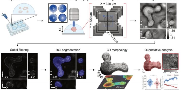 Holotomography allows real-time observation of organoids