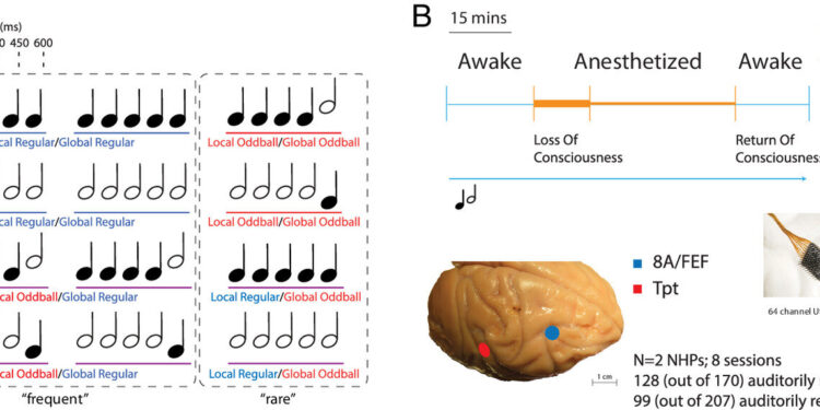 How sensory predictions change under anesthesia could reveal how conscious cognition works