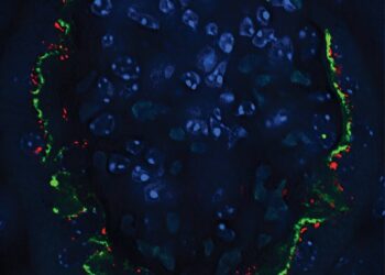 Inducing a gene that informs cell signaling could stop diabetic kidney disease, study suggests