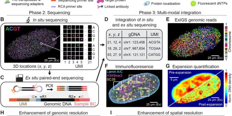 Innovation in in situ genome sequencing makes hidden DNA-protein interactions visible