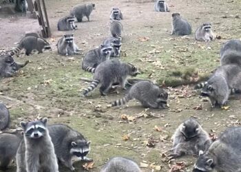 Invaded by a hundred raccoons, she calls the police for help