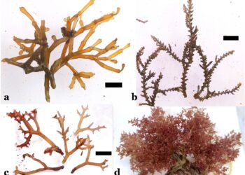 Invasive algae may adapt to changes better than native species in Hawaii’s waters