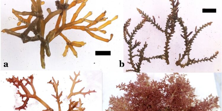 Invasive algae may adapt to changes better than native species in Hawaii’s waters