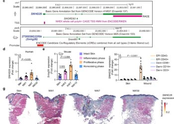 Key molecule in wound healing identified through mapping of long non-coding RNA molecules