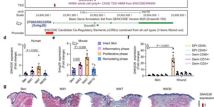 Key molecule in wound healing identified through mapping of long non-coding RNA molecules
