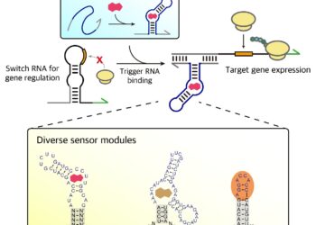 LEGO-inspired RNA sensors enable customizable genetic control