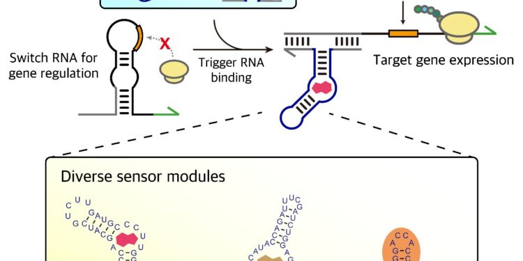 LEGO-inspired RNA sensors enable customizable genetic control