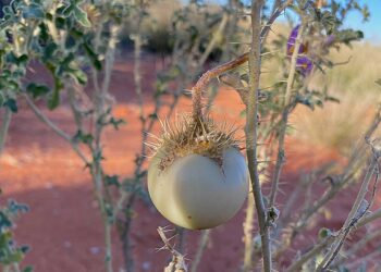 Landscape effects of hunter-gatherer practices are reshaping the idea of ​​agriculture