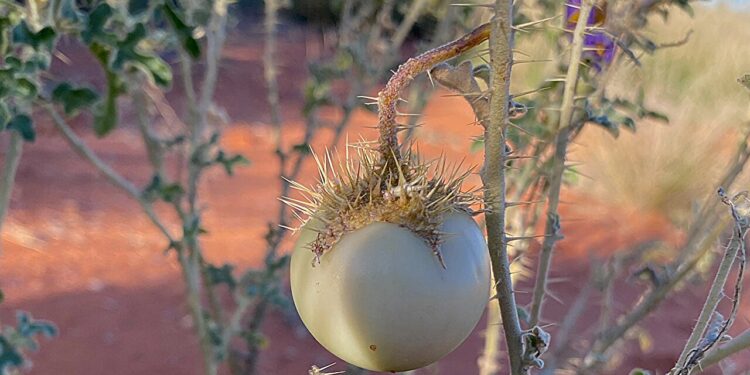 Landscape effects of hunter-gatherer practices are reshaping the idea of ​​agriculture