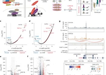 Living cell model system can decode genetic risk for psychiatric disorders