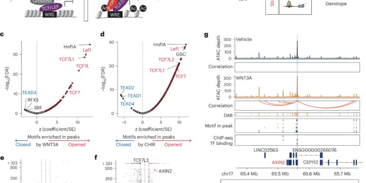 Living cell model system can decode genetic risk for psychiatric disorders