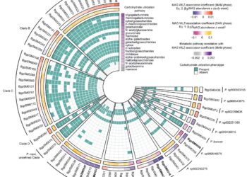 Microbiome-Directed Food Speeds Healing in Children With Severe Acute Malnutrition, Trial Shows