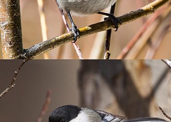 Mountain titmouse songs provide real-time evidence for Darwin’s character displacement theory