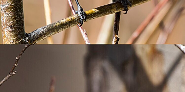 Mountain titmouse songs provide real-time evidence for Darwin’s character displacement theory